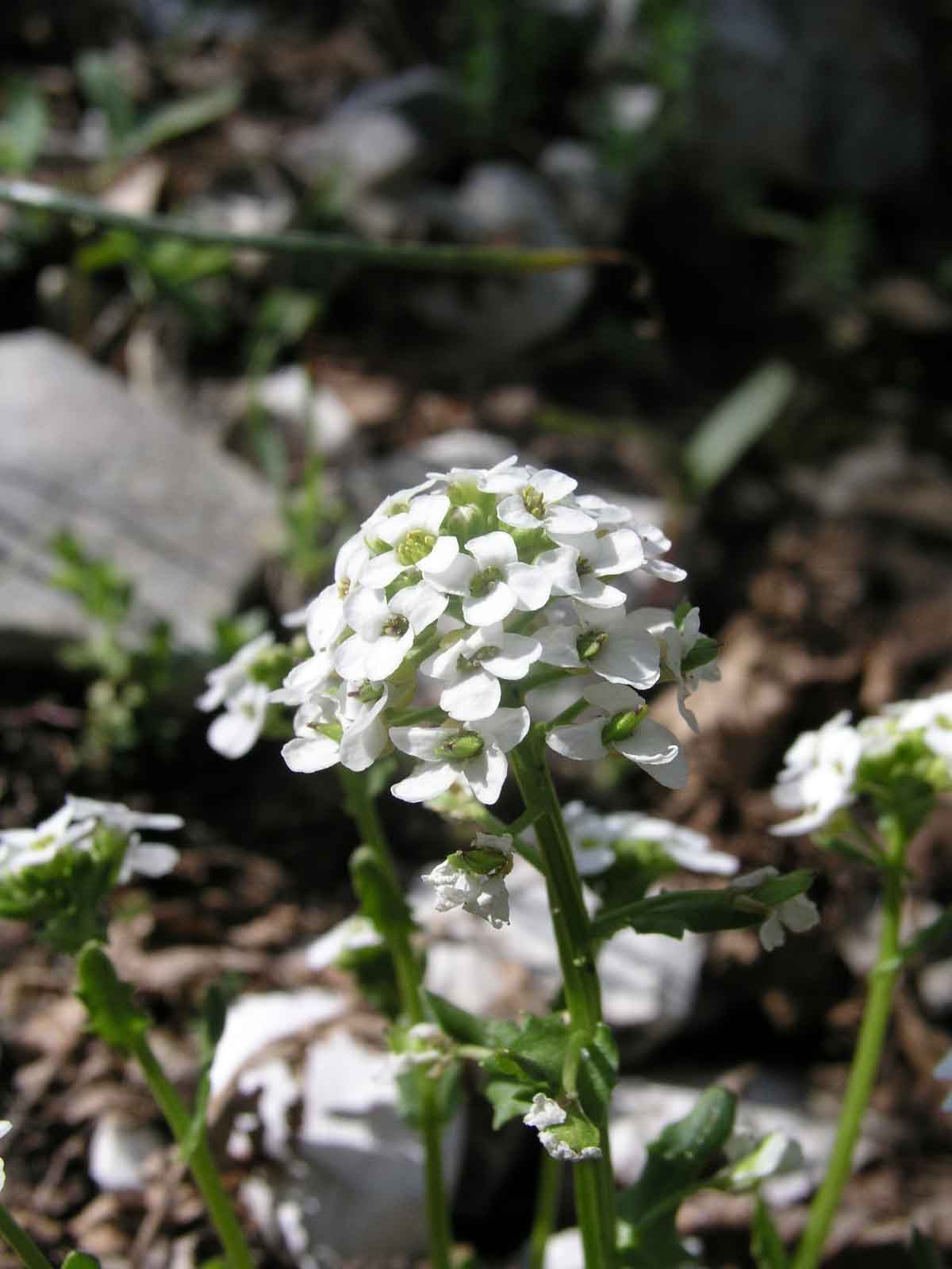 Jonopsidium savianum / Bivonea di Savi